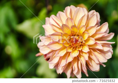 Brightly blooming dahlia, Kawanishi Town, Yamagata Prefecture Brightly blooming dahlia, Kawanishi Town, Yamagata Prefecture 71025832