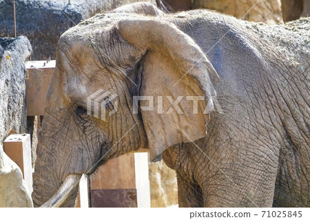 Zoo African elephant Zoo African elephant 71025845