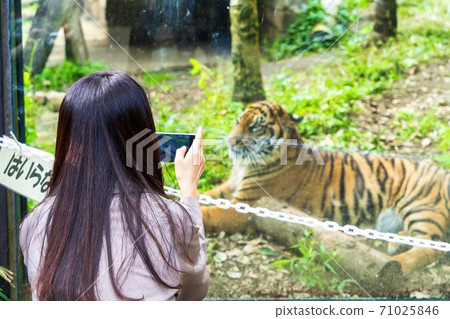 A woman shooting a tiger with a smartphone, Taihaku-ku, Sendai A woman shooting a tiger with a smartphone, Taihaku-ku, Sendai 71025846