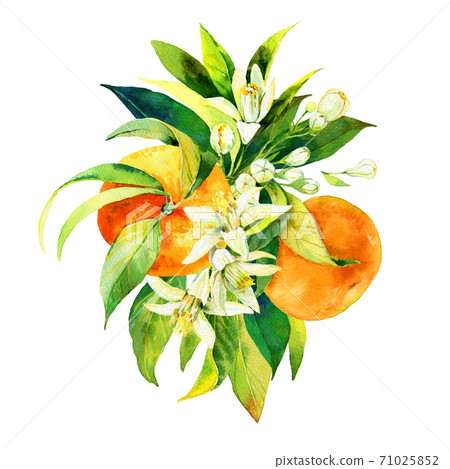 Beautiful composition made of hand drawn watercolour orange or mandarin fruits, leaves and flowers. Illustration of bright, tasty and sweet fruits for greeting cards, wedding invitations Beautiful composition made of hand drawn watercolour orange or mandarin fruits, leaves and flowers. Illustration of bright, tasty and sweet fruits for greeting cards, wedding invitations 71025852