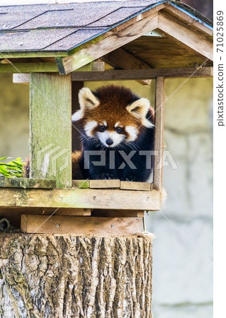 A child of a red panda, Taihaku-ku, Sendai 71025869