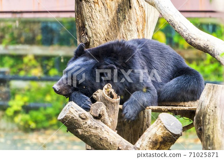 Asiatic black bear resting on a tree, Sendai City, Miyagi Prefecture Asiatic black bear resting on a tree, Sendai City, Miyagi Prefecture 71025871