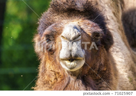 Face of Bactrian camel Taihaku-ku, Sendai Face of Bactrian camel Taihaku-ku, Sendai 71025907