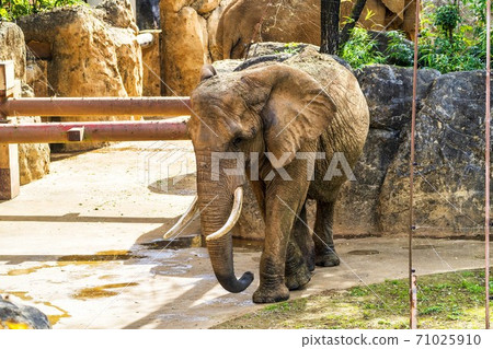 動物園非洲大象 動物園非洲大象 71025910