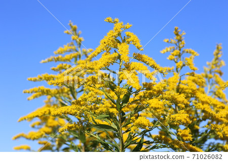 Seitaka Awadachisou,一種盛開的黃色植物 Seitaka Awadachisou,一種盛開的黃色植物 71026082