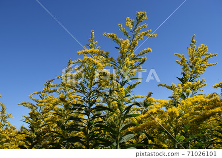 Seitaka Awadachisou,一種盛開的黃色植物 Seitaka Awadachisou,一種盛開的黃色植物 71026101