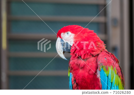 [Red-and-green macaw in the colorful Tama Zoological Park] 71026280