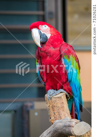 [Red-and-green macaw in the colorful Tama Zoological Park] 71026281
