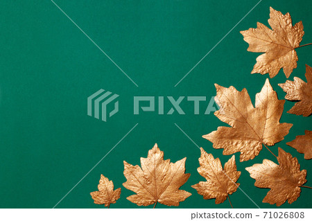 Maple leaves of gold color spread out on a... - Stock Photo [71026808] -  PIXTA