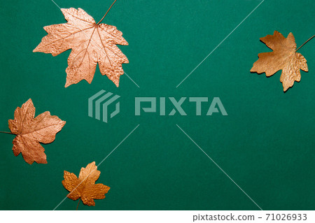 Maple leaves of gold color spread out on a green background. Maple leaves of gold color spread out on a green background. 71026933