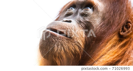 Orangutan, aka orang-utan or orangutang. Detailed face portrait 71026993