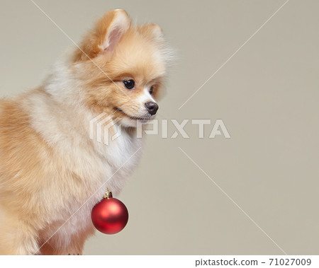 cute pomeranian with christmas tree toy 71027009
