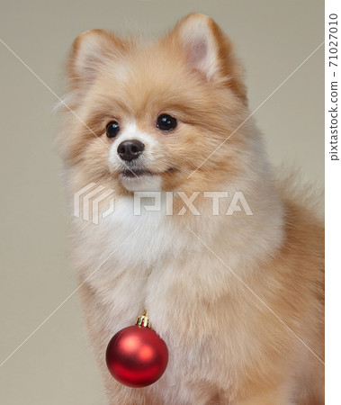 cute pomeranian with christmas tree toy 71027010