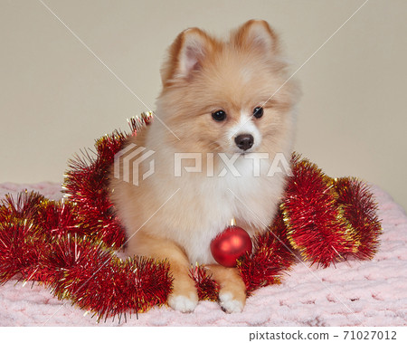 cute pomeranian with christmas tree toy 71027012