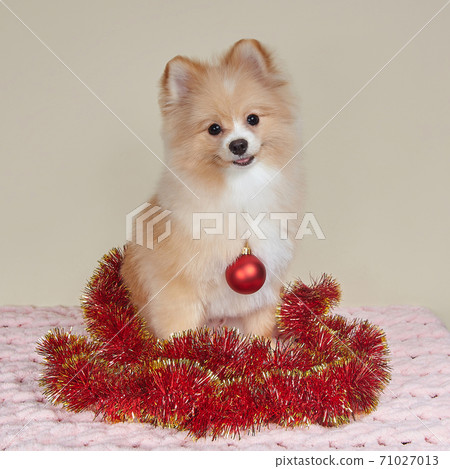 cute pomeranian with christmas tree toy 71027013