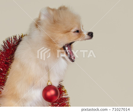 Pomeranian puppy barks. Christmas and New Year concept 71027014