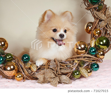 cute pomeranian puppy in christmas attributes. 71027015