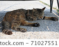 貓在樹蔭下小睡 71027551