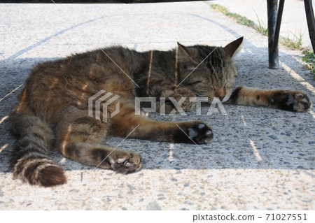 貓在樹蔭下小睡 71027551