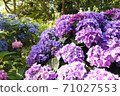 繡球花沐浴在陽光下 71027553