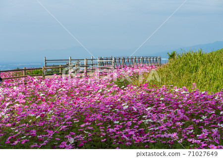 秋天的櫻花在秋天的天空下盛開 71027649