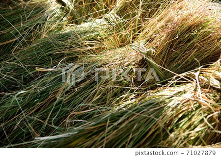 Amami Oshima Takakura and Kaya re-roofing 71027879