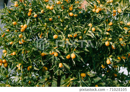 Kumquat or fortunella tree with ripe orange fruits on branches in the garden. 71028105