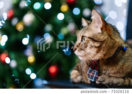 Close-up portrait of a domesticated gray tabby cat wearing a plaid tie against the backdrop of a Christmas tree. Christmas card, family holiday concept. 71028118