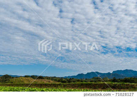 蔬菜田和藍天白雲在蔚藍的天空中流動 蔬菜田和藍天白雲在蔚藍的天空中流動 71028127