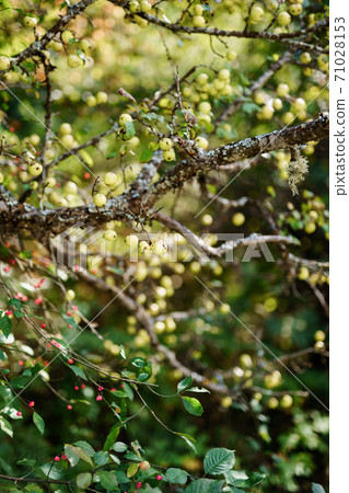 Small green apples on tree branches in the garden. Small green apples on tree branches in the garden. 71028153
