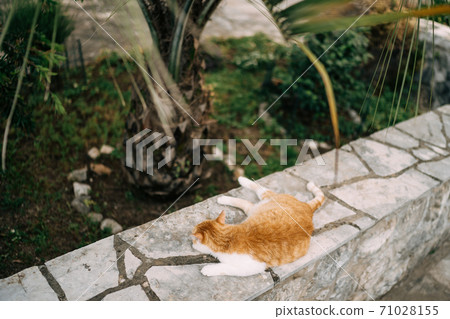 Ginger cat sleeps on the border against the background of green grass and trees. Ginger cat sleeps on the border against the background of green grass and trees. 71028155