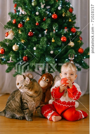 Baby is eating an apple while sitting next to a cat in front of a Christmas tree Baby is eating an apple while sitting next to a cat in front of a Christmas tree 71028157