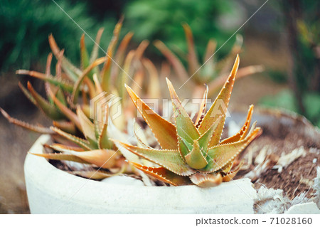 Ornamental Haworthia cacti in a pot, small aloe bushes. Ornamental Haworthia cacti in a pot, small aloe bushes. 71028160
