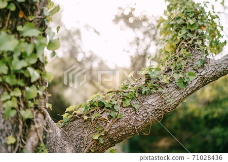 Close-up of a massive branch from a tree trunk with densely climbing ivy. Close-up of a massive branch from a tree trunk with densely climbing ivy. 71028436