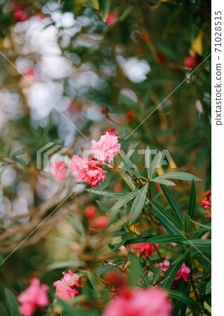 Oleander flower on a branch with green leaves with shallow depth of field of bushes and trees. Oleander flower on a branch with green leaves with shallow depth of field of bushes and trees. 71028515