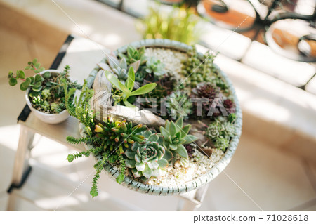 Assorted succulents in a flower pot with driftwood. Assorted succulents in a flower pot with driftwood. 71028618