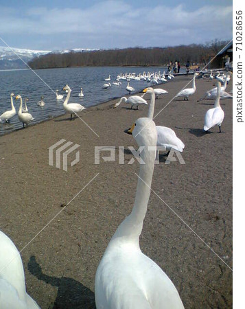 Swan of the lake Swan of the lake 71028656