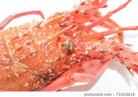 Boiled lobster on white background Boiled lobster on white background 71028818