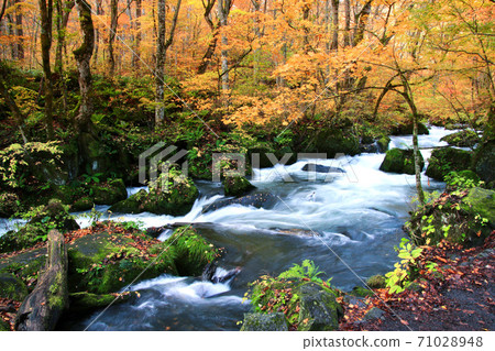 Autumn Oirase Gorge / Ashura Flow (Towada City, Aomori Prefecture) Autumn Oirase Gorge / Ashura Flow (Towada City, Aomori Prefecture) 71028948