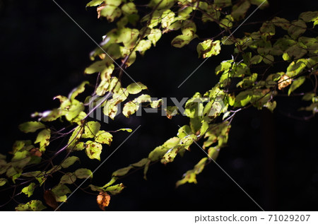 The tranquility of autumn-in the woods 71029207