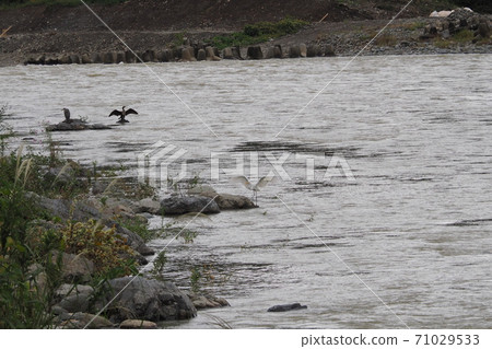 Herons and cormorants 71029533