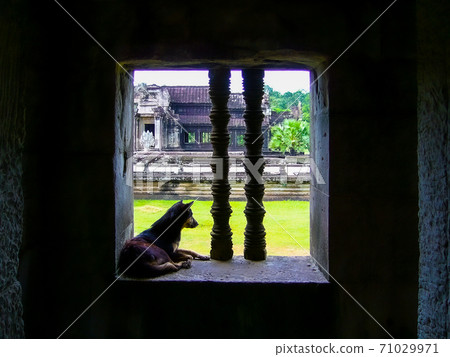 Angkor Wat and the dog 71029971