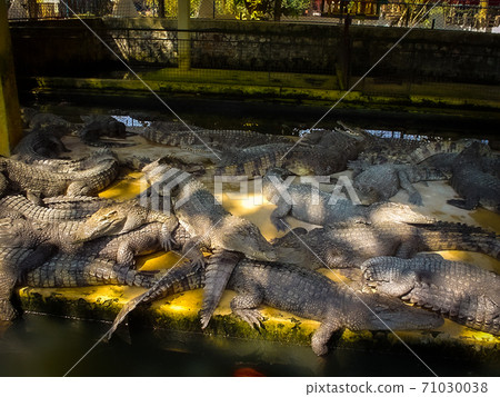 Crocodile garden in Siem Reap 71030038
