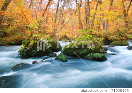 Autumn Oirase Gorge / Ashura Flow (Towada City, Aomori Prefecture) Autumn Oirase Gorge / Ashura Flow (Towada City, Aomori Prefecture) 71030105