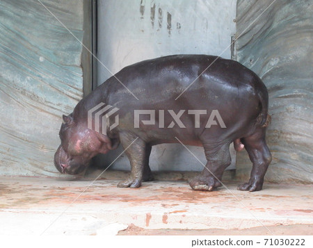 Kobitokoba Kobitokoba 71030222