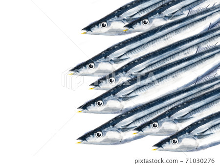 Pacific saury D hand-painted (plain) Pacific saury D hand-painted (plain) 71030276