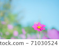 Cosmos 71030524