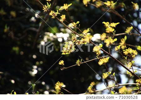 Cornus flowers celebrating spring, Cornus flowers celebrating spring, 71030528
