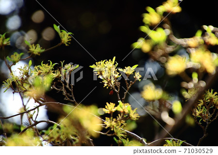 Sanshuyu鮮花慶祝春天 Sanshuyu鮮花慶祝春天 71030529