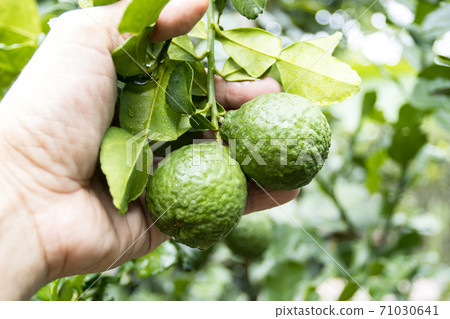 Fresh Bergamots and leaves on tree with water drops on them fruity,   with herbaceous bergamia Aroma 71030641